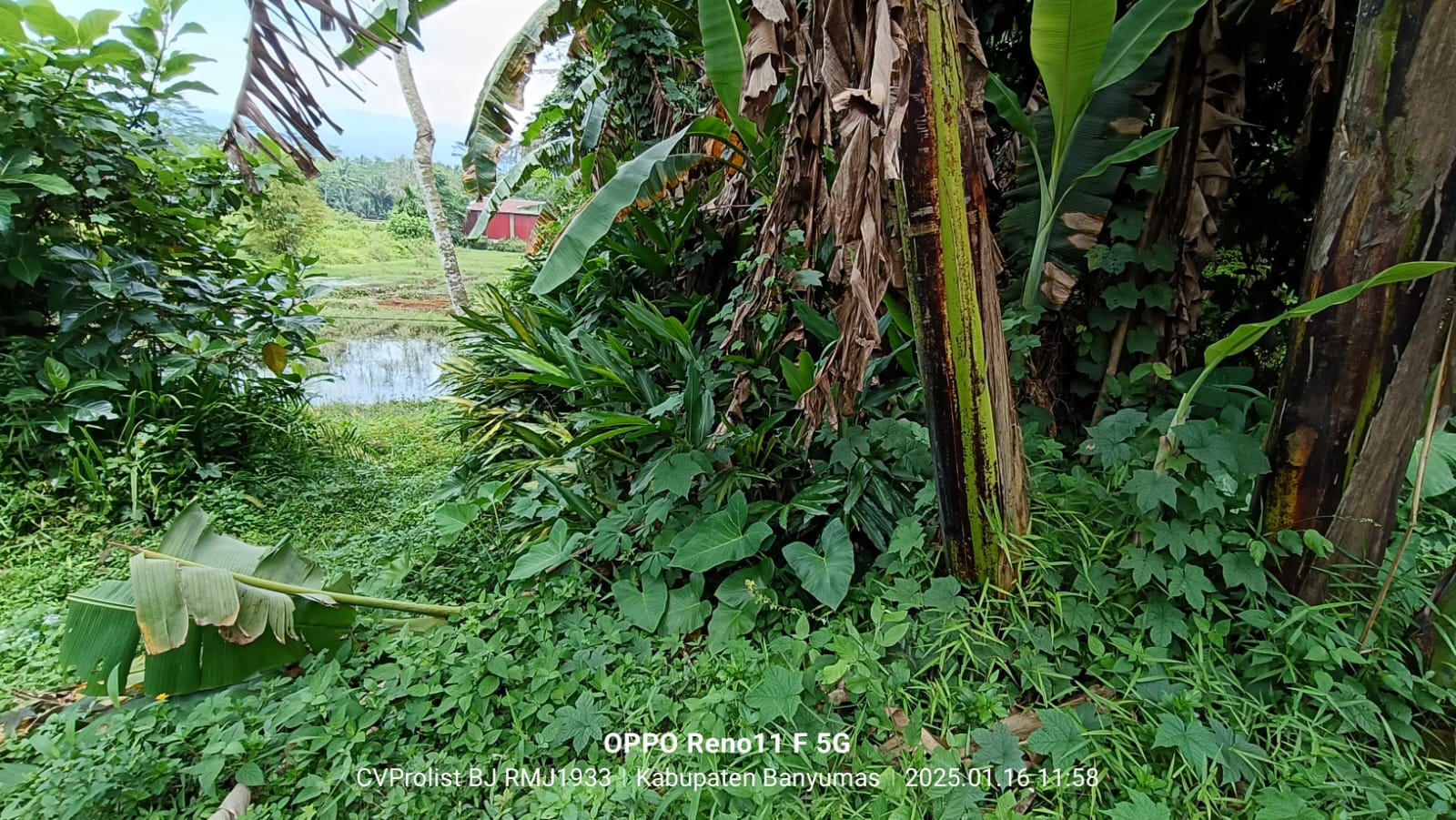 Dijual Tanah Di Cilongok 1 Menit ke Pasar Cilongok