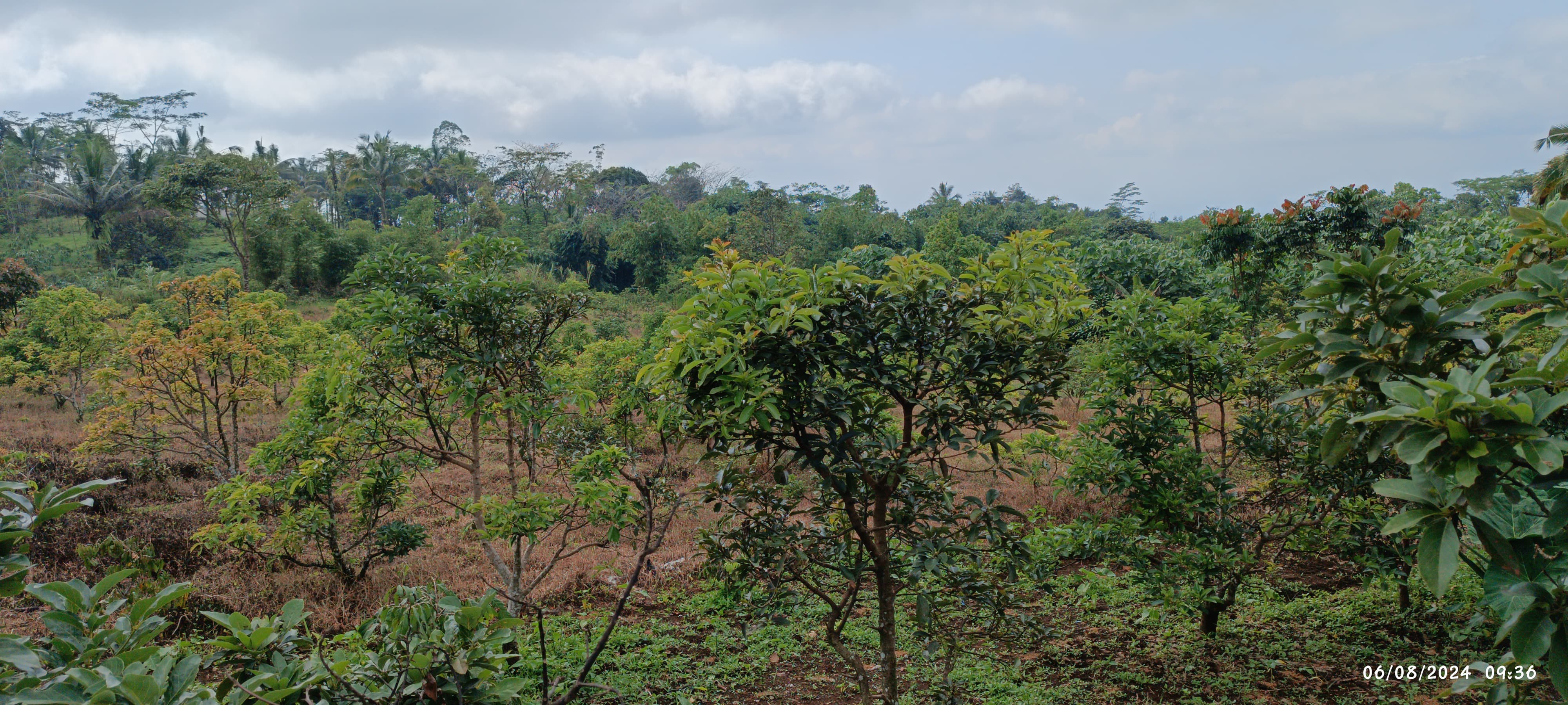 Dijual Kandang Ternak Kambing dan Perkebunan Lereng Gunung Slamet