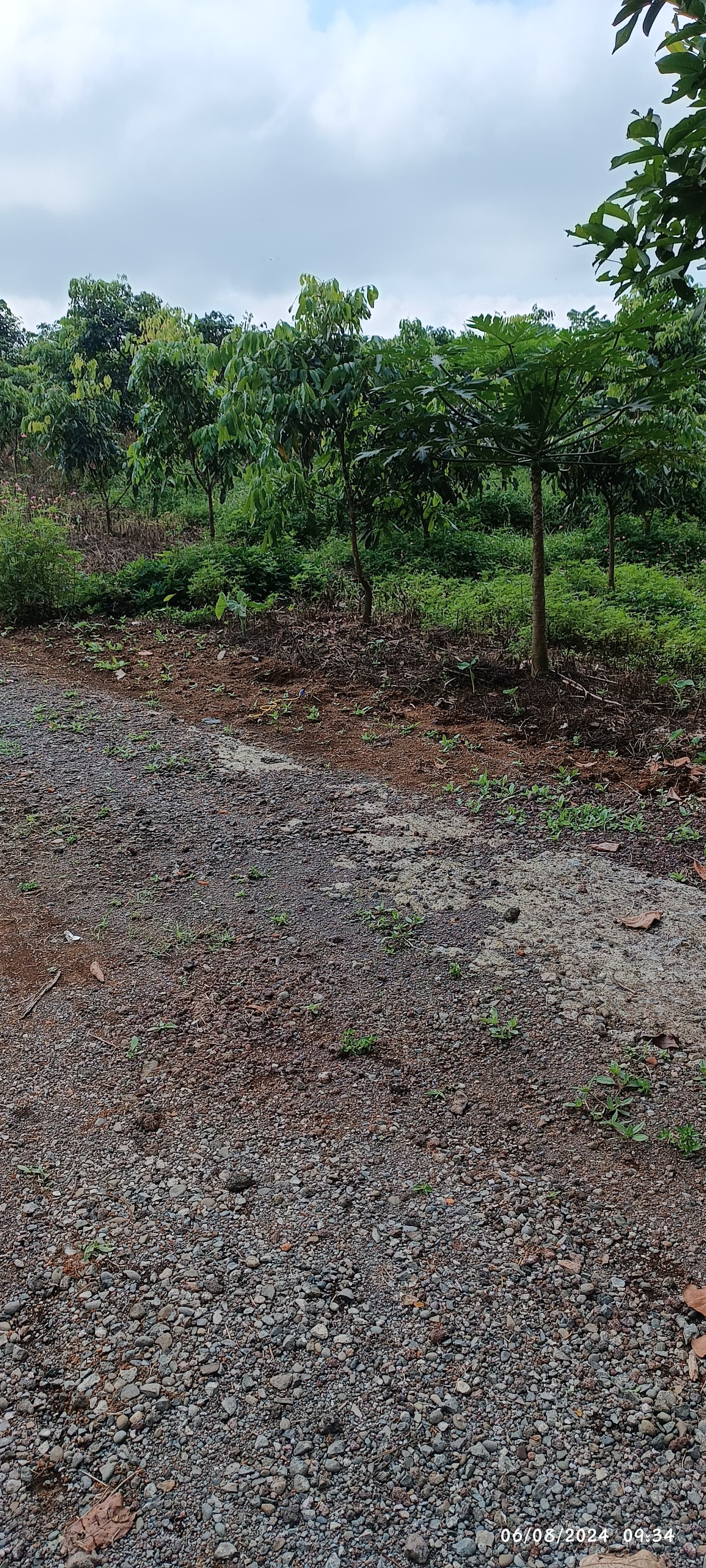 Dijual Kandang Ternak Kambing dan Perkebunan Lereng Gunung Slamet