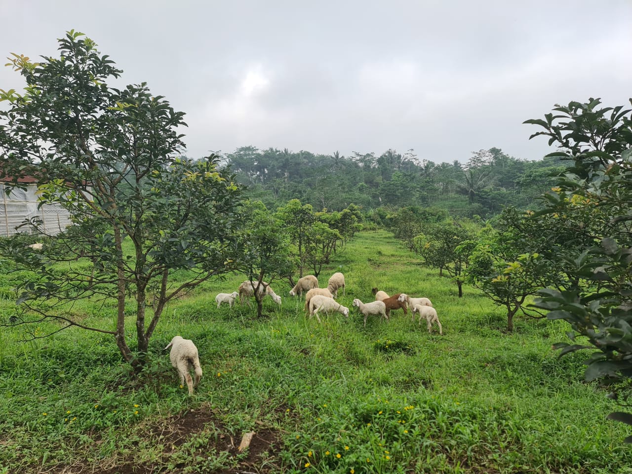 Dijual Kandang Ternak Kambing dan Perkebunan Lereng Gunung Slamet