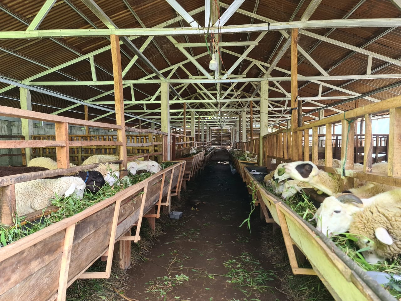 Dijual Kandang Ternak Kambing dan Perkebunan Lereng Gunung Slamet