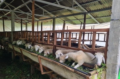 Dijual Kandang Ternak Kambing dan Perkebunan Lereng Gunung Slamet