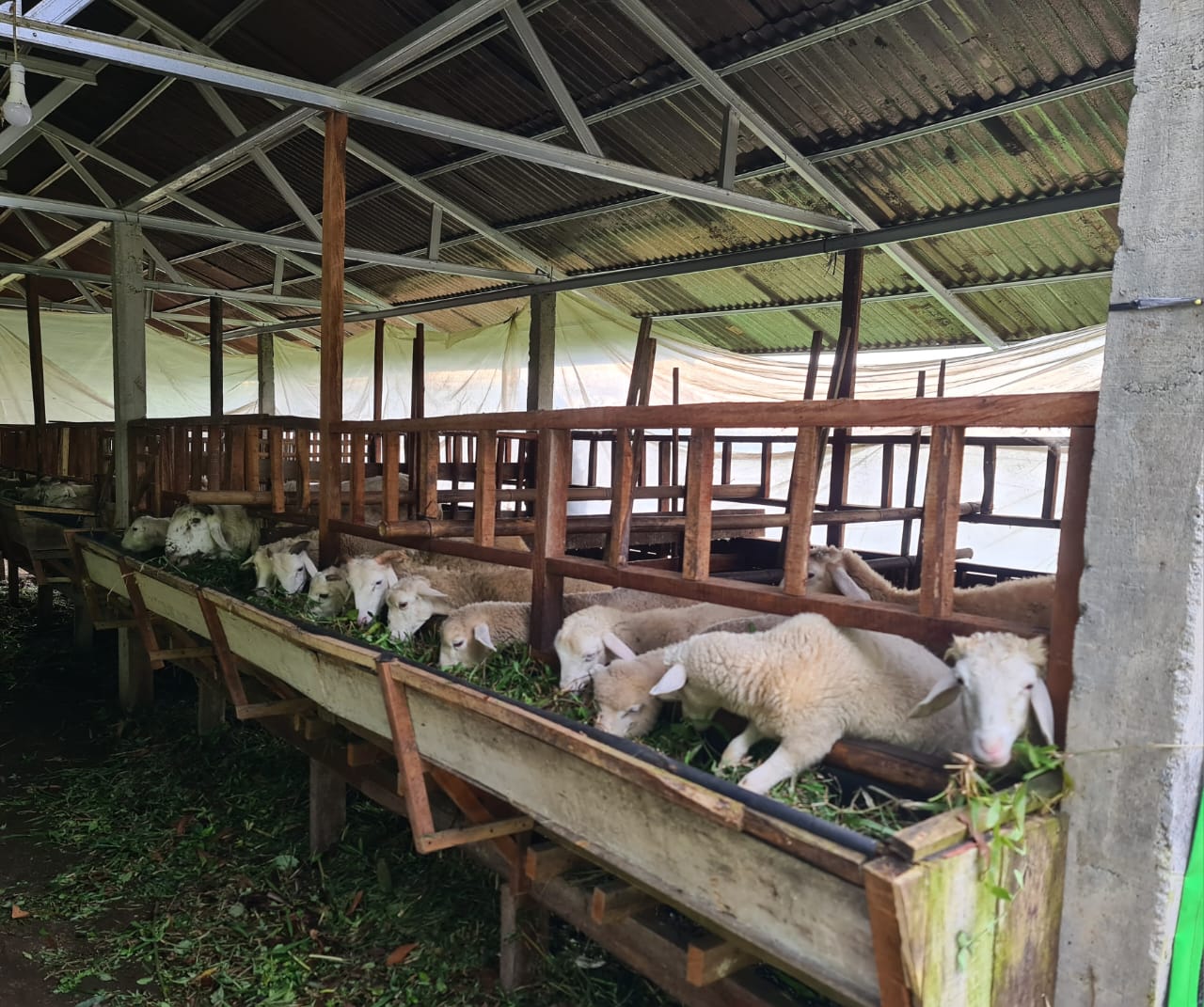 Dijual Kandang Ternak Kambing dan Perkebunan Lereng Gunung Slamet