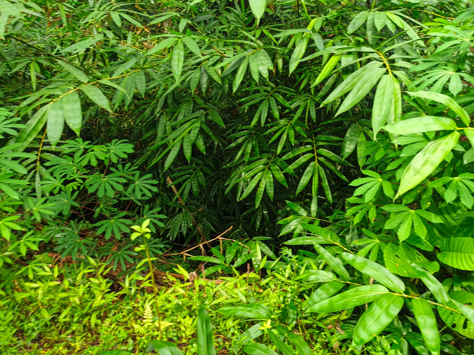 Dijual Tanah Pekarangan Akses Mobil 3 Menit Pasar Cilongok