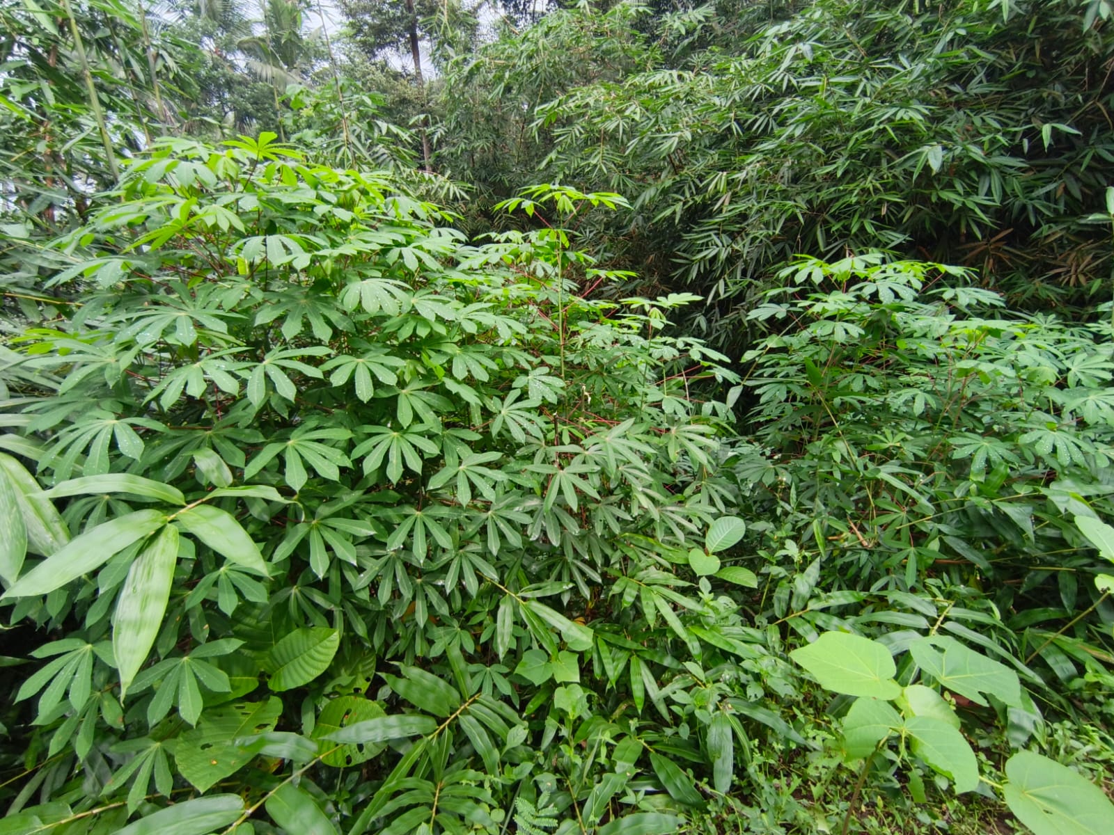 Dijual Tanah Pekarangan Akses Mobil 3 Menit Pasar Cilongok