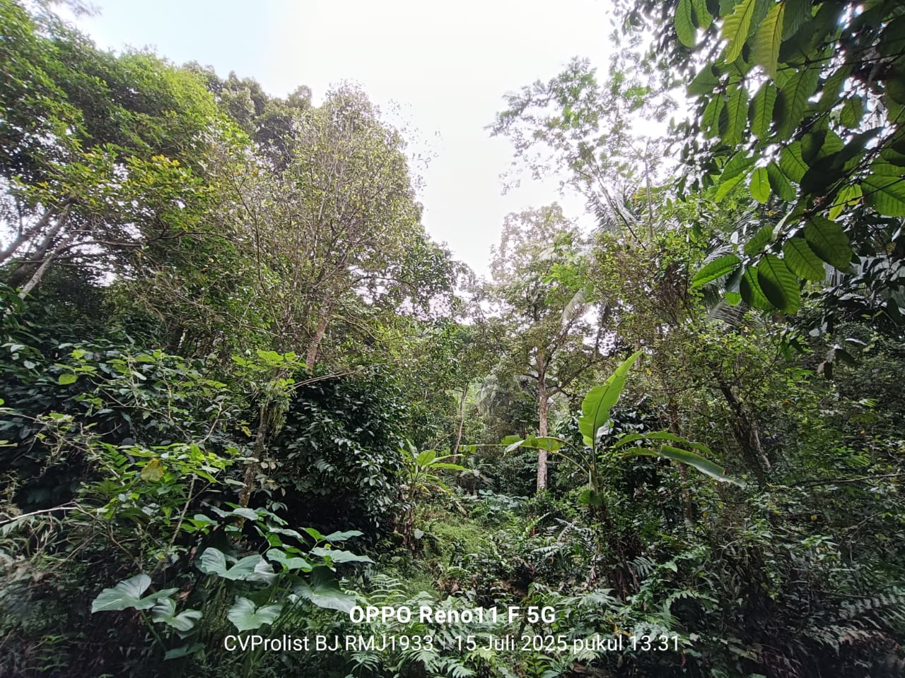 Dijual Tanah Di Kaki Gunung Slamet,  Lingkungan Asri Dan Udara Masih Segar