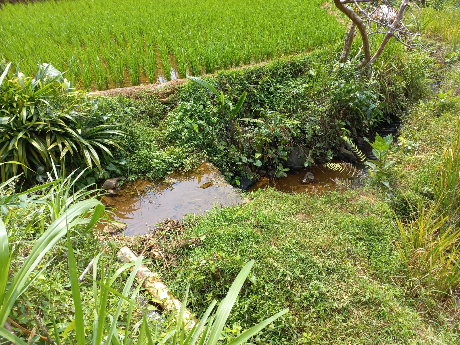 Dijual Tanah Sawah Pinggir Jalan Raya 1 Menit Embung Banteran