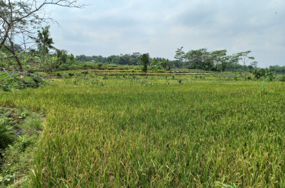 Dijual Tanah Sawah Pinggir Jalan Raya 1 Menit Embung Banteran