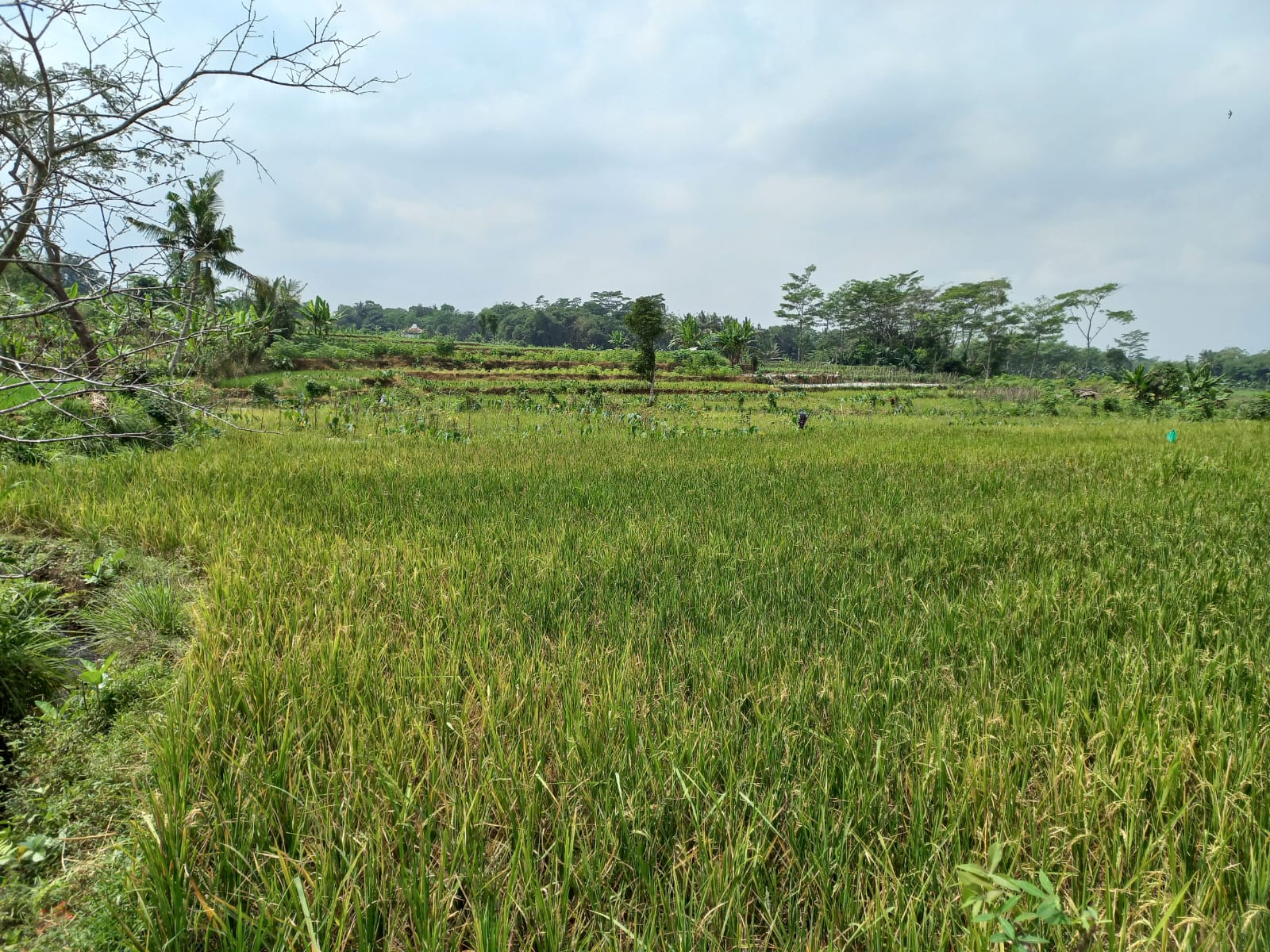 Dijual Tanah Sawah Pinggir Jalan Raya 1 Menit Embung Banteran