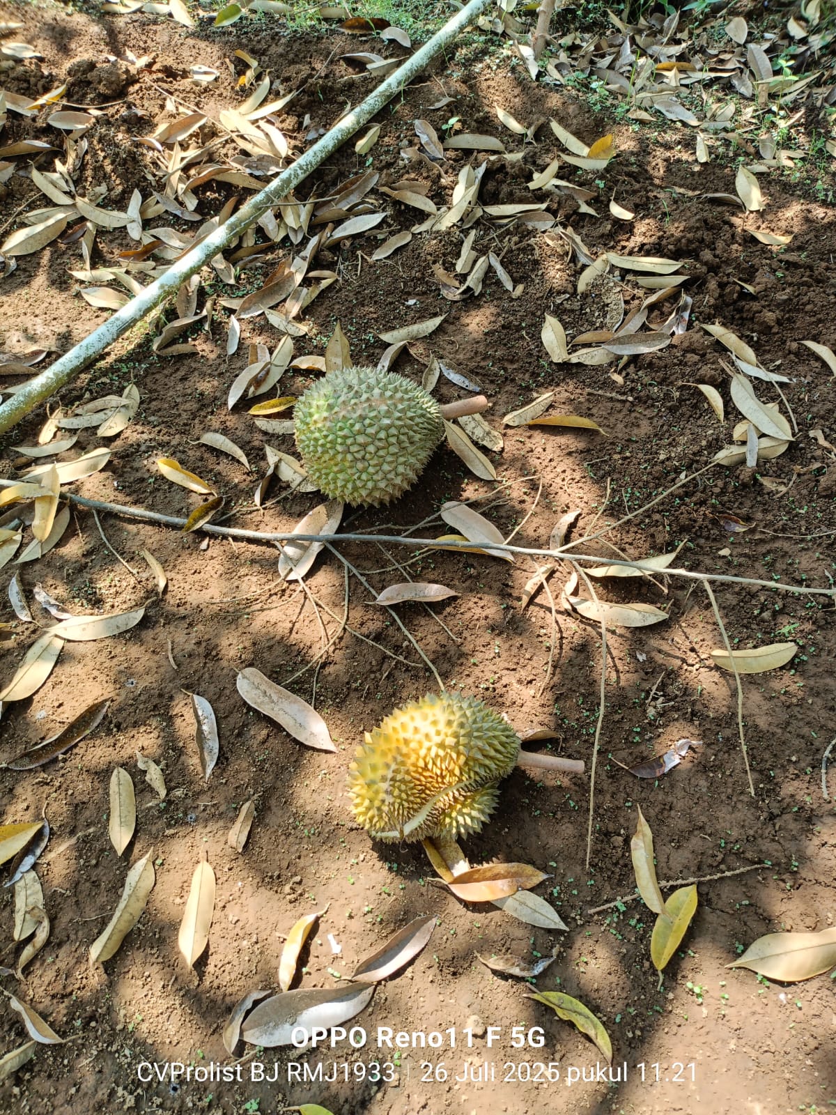 Dijual Kebun Durian Usia.4 Tahun 1 menit ke RM Joglo Banaran Sumbang