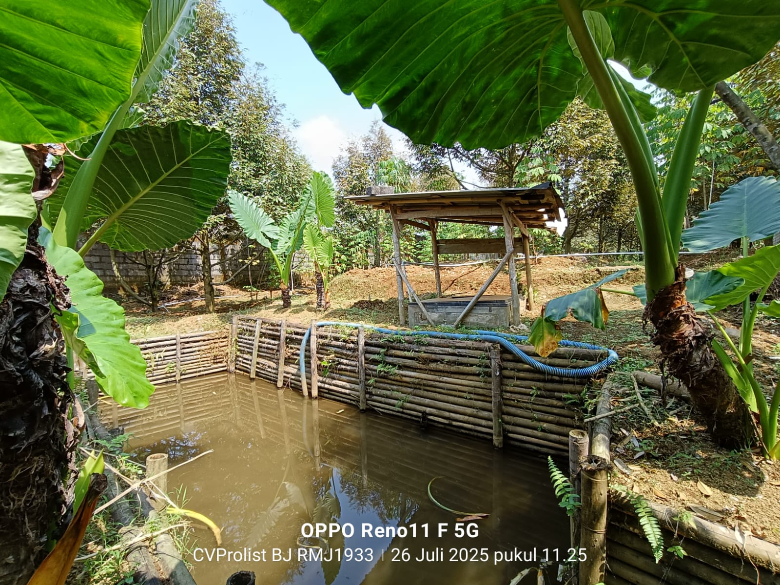 Dijual Kebun Durian Usia.4 Tahun 1 menit ke RM Joglo Banaran Sumbang