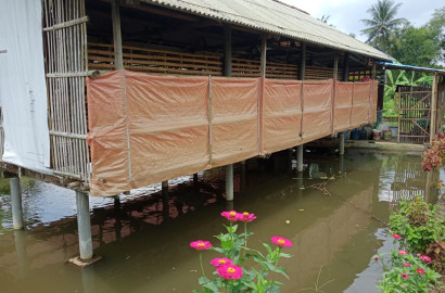 Dijual Kolam Ikan dan Ayam Petelur Masih Produktif Di Purwokerto Utara