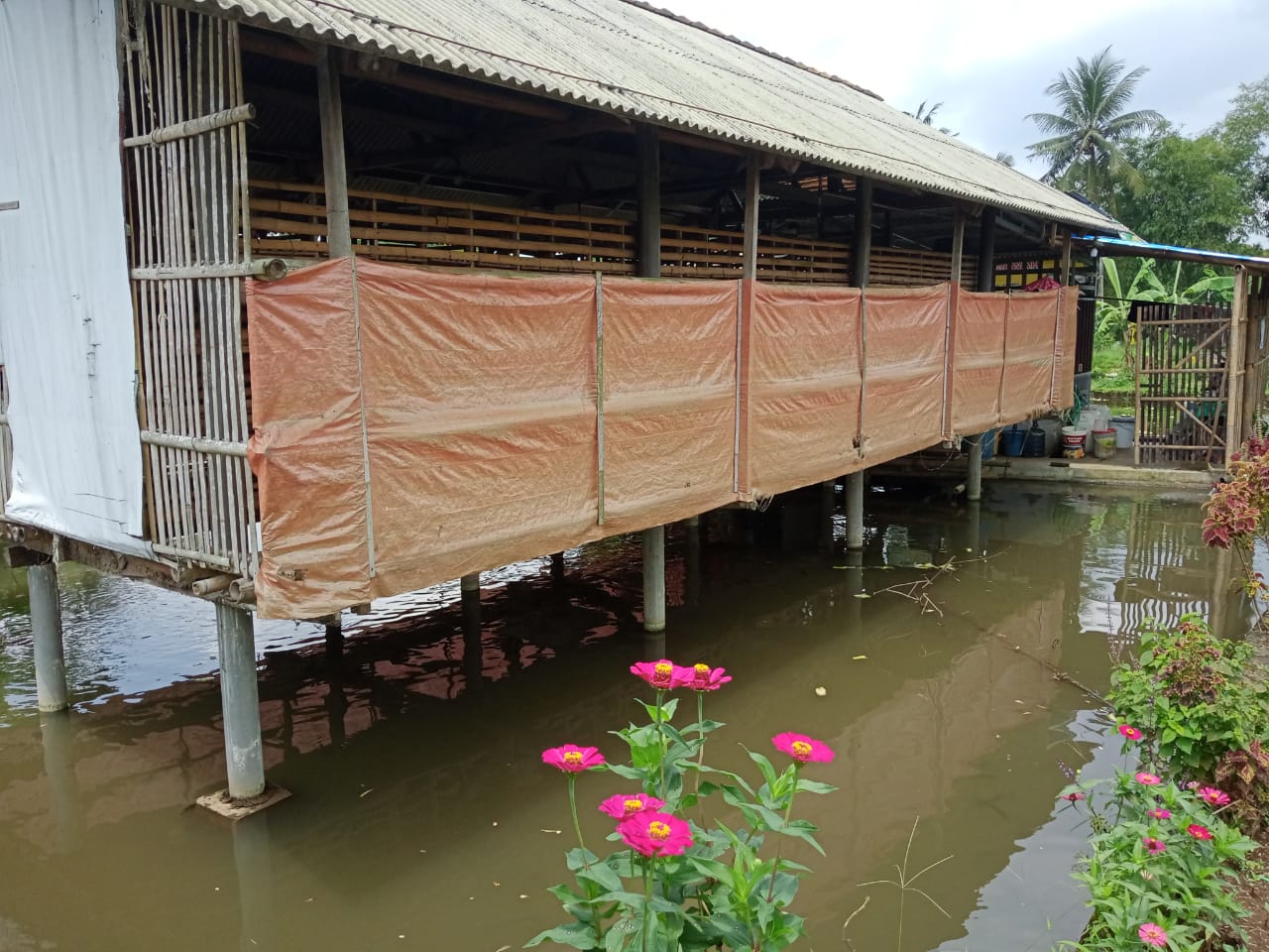 Dijual Kolam Ikan dan Ayam Petelur Masih Produktif Di Purwokerto Utara