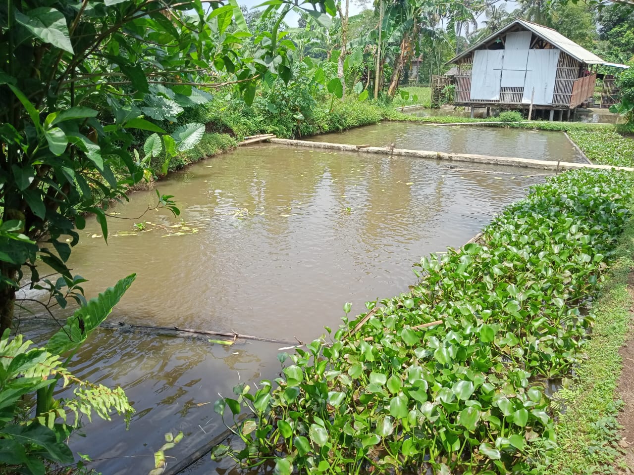 Dijual Kolam Ikan dan Ayam Petelur Masih Produktif Di Purwokerto Utara