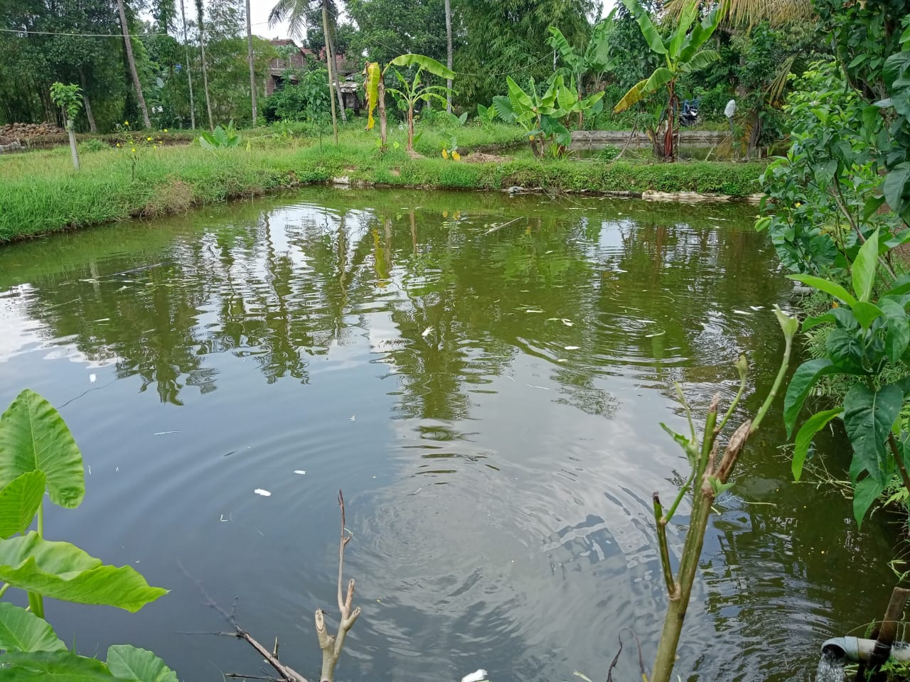 Dijual Kolam Ikan dan Ayam Petelur Masih Produktif Di Purwokerto Utara
