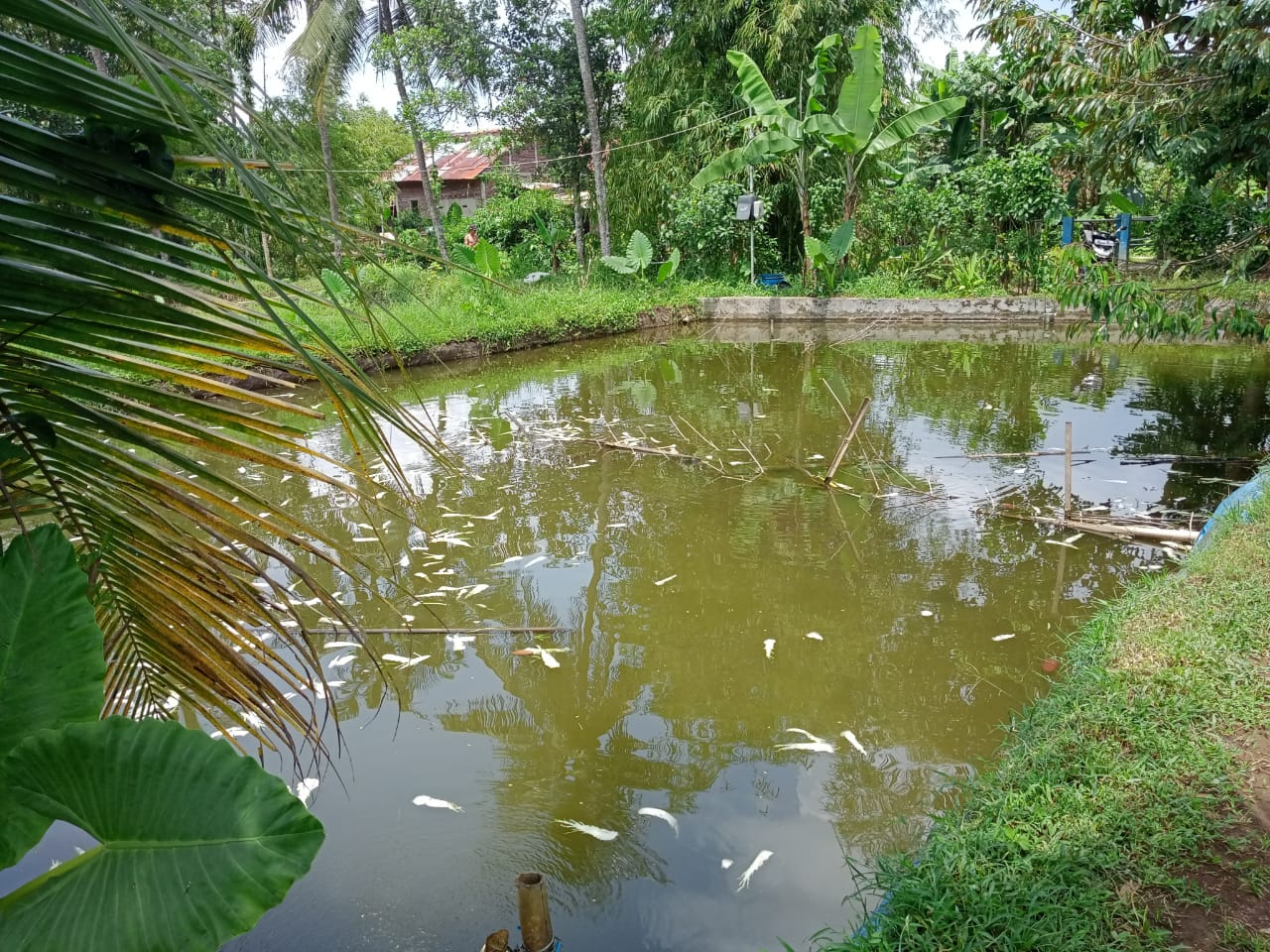 Dijual Kolam Ikan dan Ayam Petelur Masih Produktif Di Purwokerto Utara
