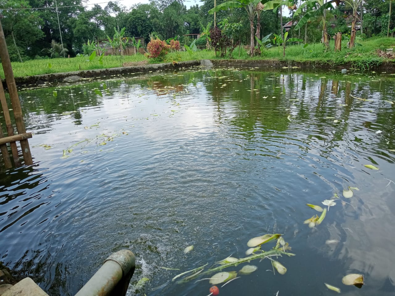 Dijual Kolam Ikan dan Ayam Petelur Masih Produktif Di Purwokerto Utara