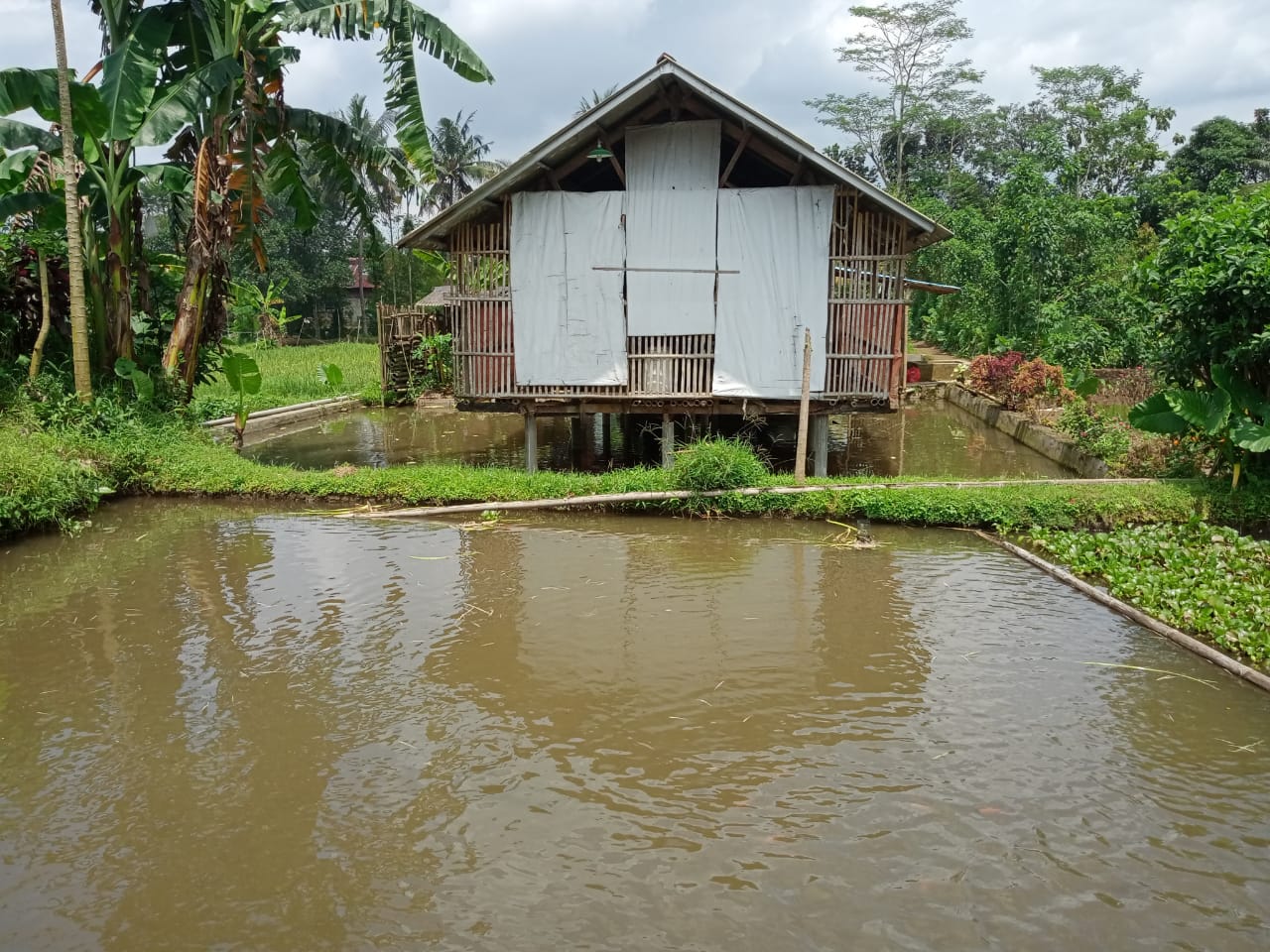 Dijual Kolam Ikan dan Ayam Petelur Masih Produktif Di Purwokerto Utara