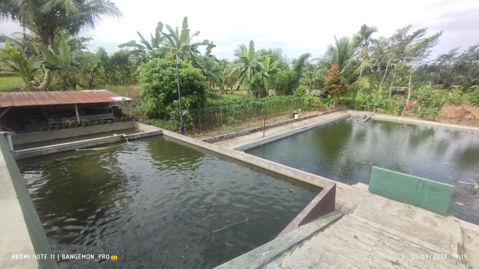 DIJUAL TANAH KONSEP KULINER VIEW SAWAH, PURWOKERTO UTARA