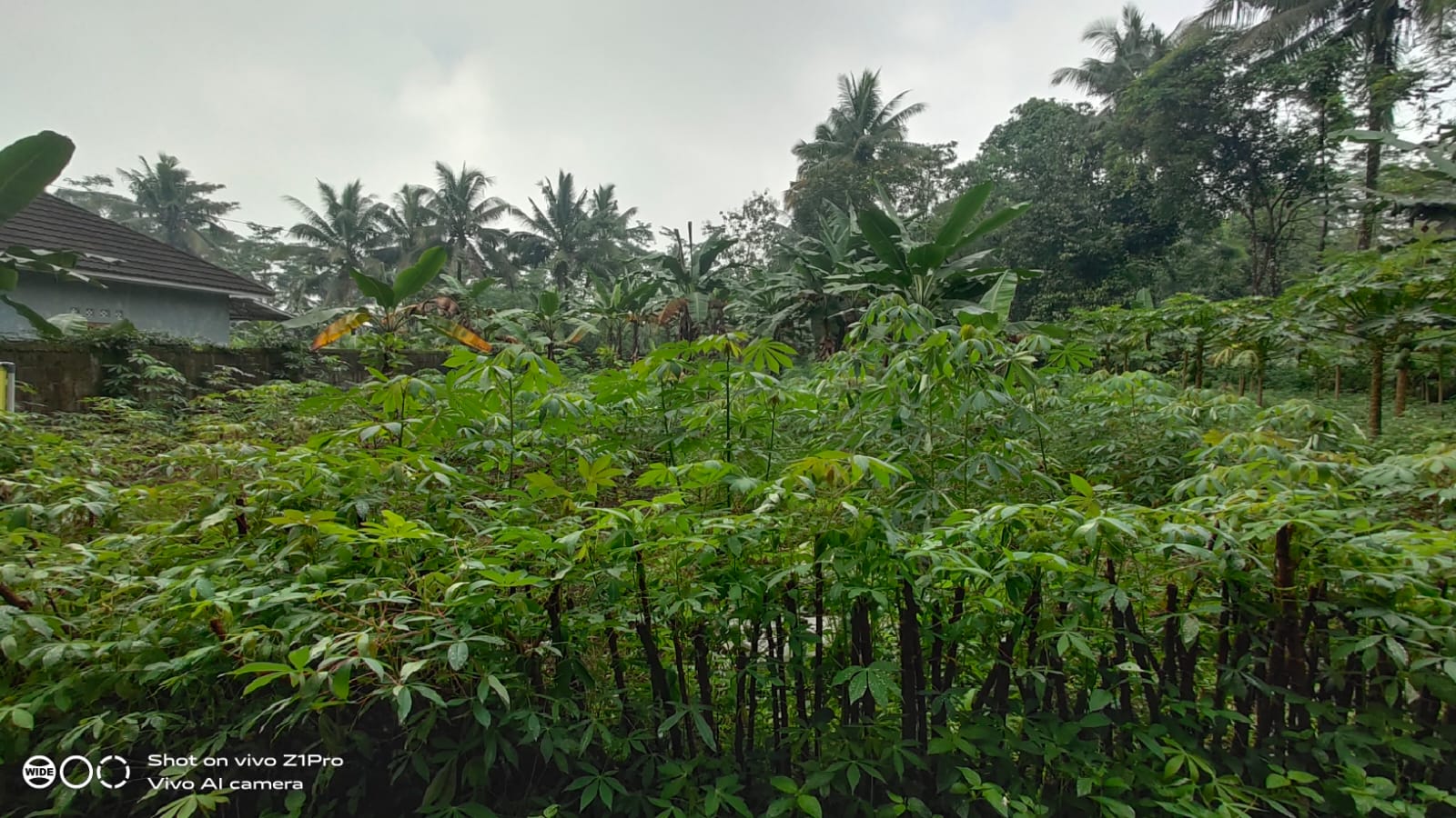 Tanah Murah Lokasi Cocok Untuk Healing - Ciberem Sumbang