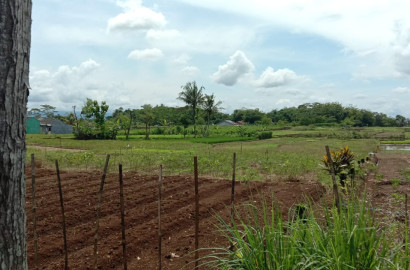 Dijual Tanah Sawah Akses Mobil Papasan - Padamara Purbalingga