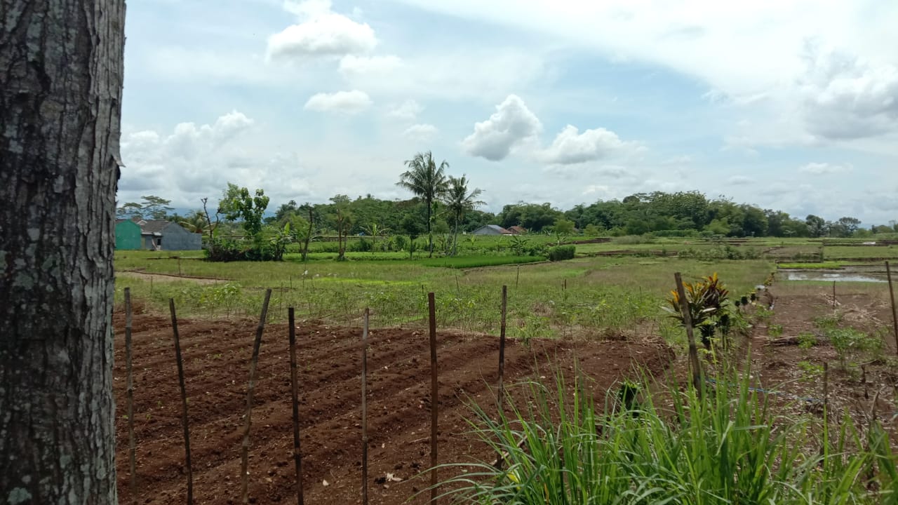 Dijual Tanah Sawah Akses Mobil Papasan - Padamara Purbalingga