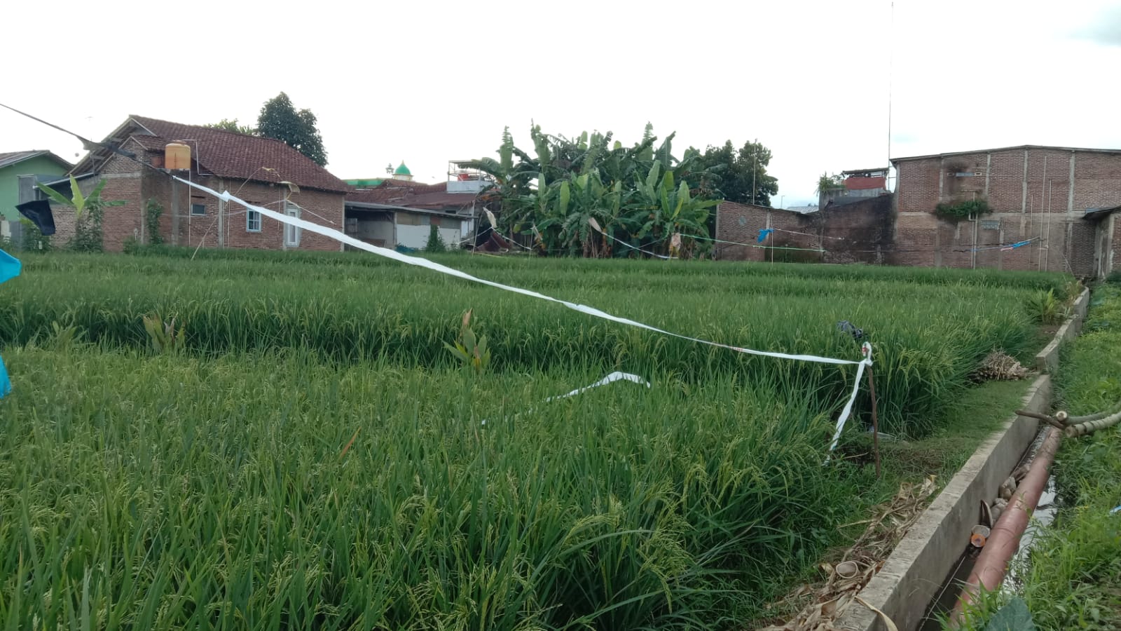 Dijual Tanah Sawah 7 Menit ke Stasiun Purwokerto