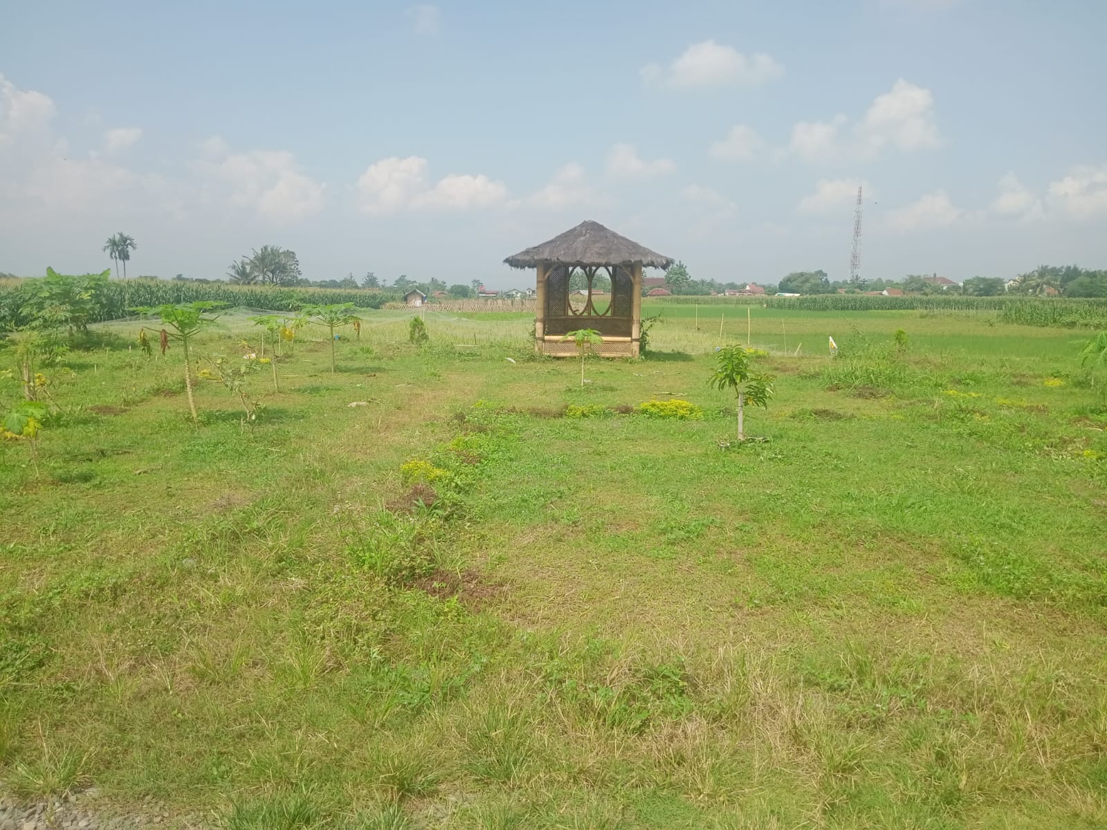 Dijual Tanah Pekarangan Harga Spesial Nuansa Alami Di Purwokerto Timur