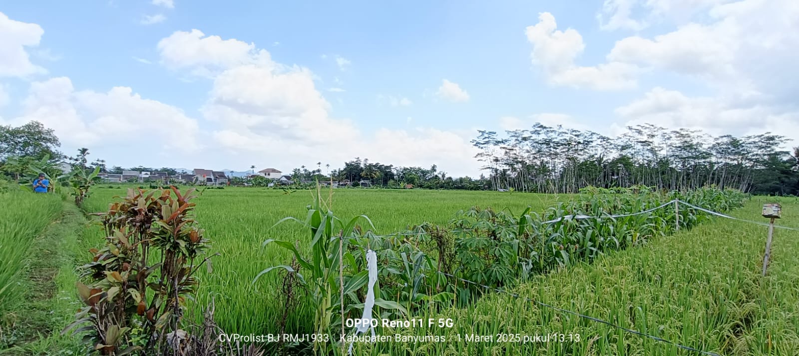 Dijual Tanah Sawah Produktif 2 Menit Ke Kampus Unwiku