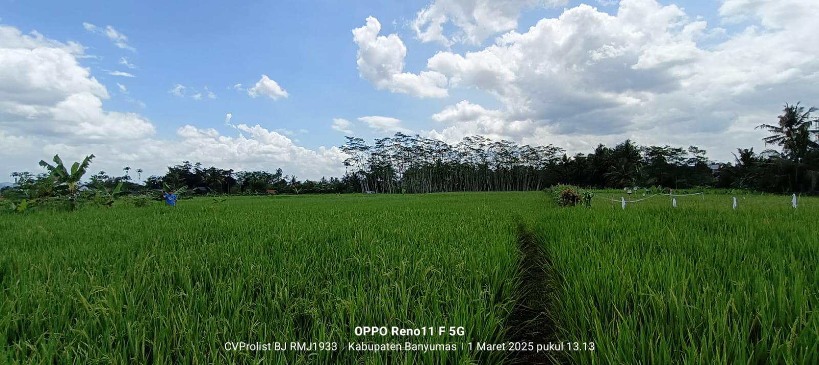 Dijual Tanah Sawah Produktif 2 Menit Ke Kampus Unwiku