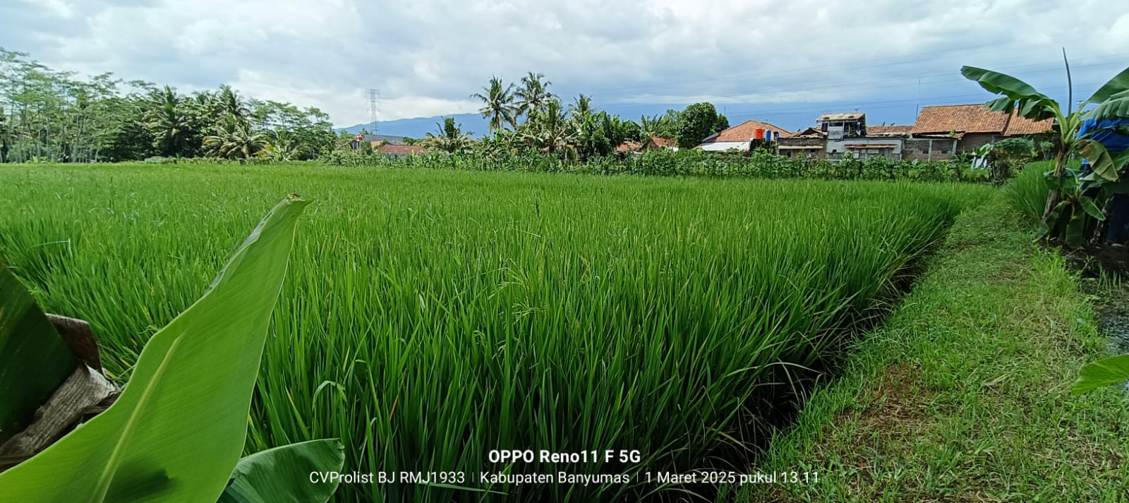 Dijual Tanah Sawah Produktif 2 Menit Ke Kampus Unwiku
