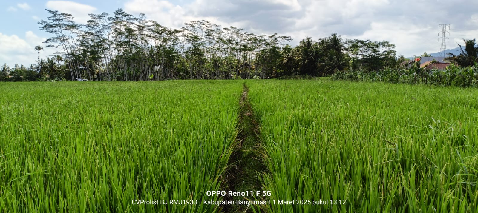 Dijual Tanah Sawah Produktif 2 Menit Ke Kampus Unwiku