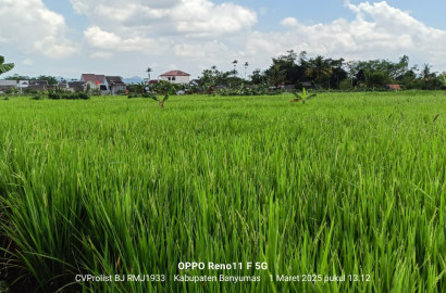 Dijual Tanah Sawah Produktif 2 Menit Ke Kampus Unwiku