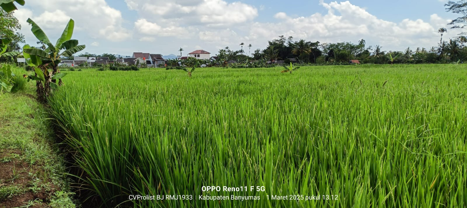 Dijual Tanah Sawah Produktif 2 Menit Ke Kampus Unwiku