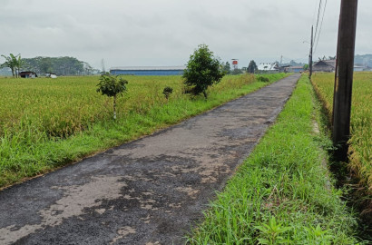 Dijual Tanah Sawah Di Purwodadi Kembaran