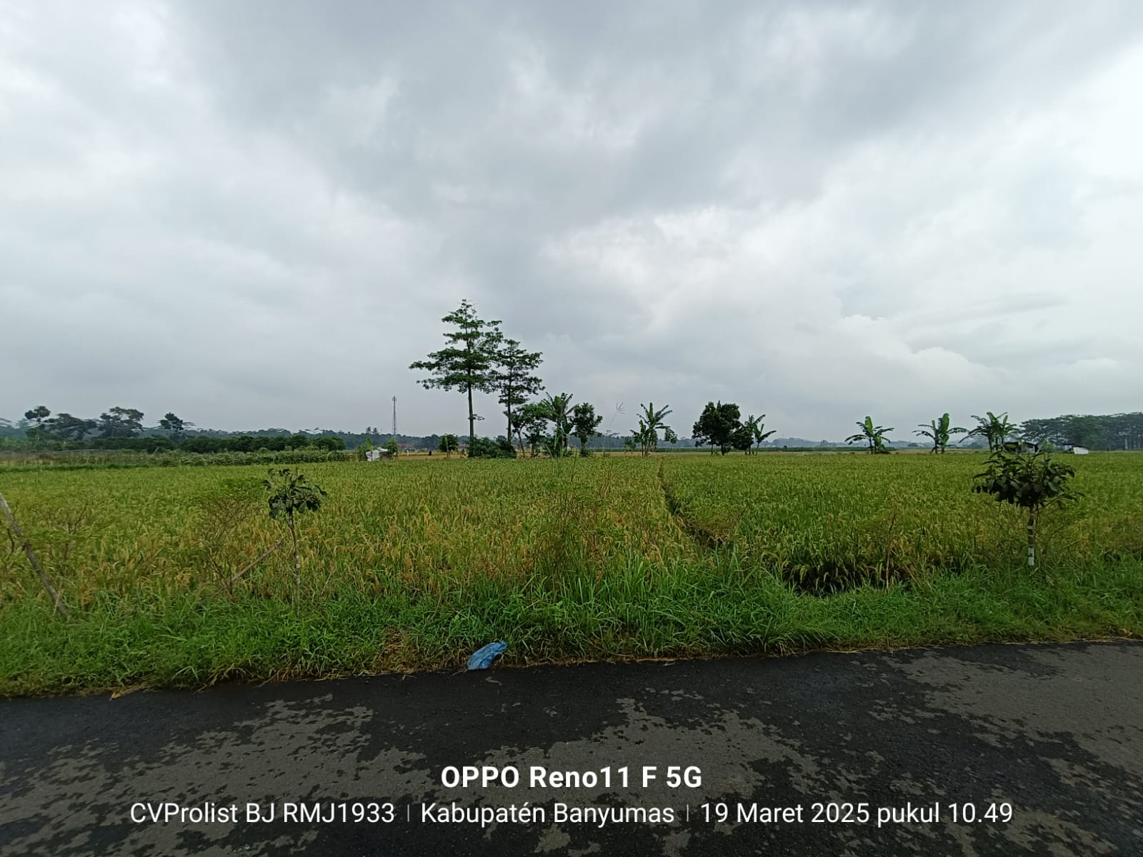 Dijual Tanah Sawah Di Purwodadi Kembaran