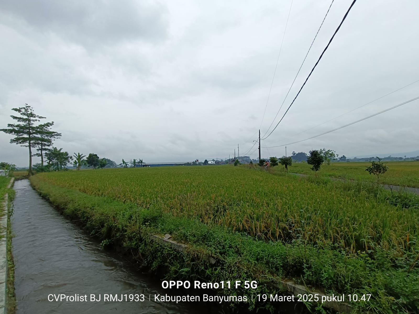 Dijual Tanah Sawah Di Purwodadi Kembaran