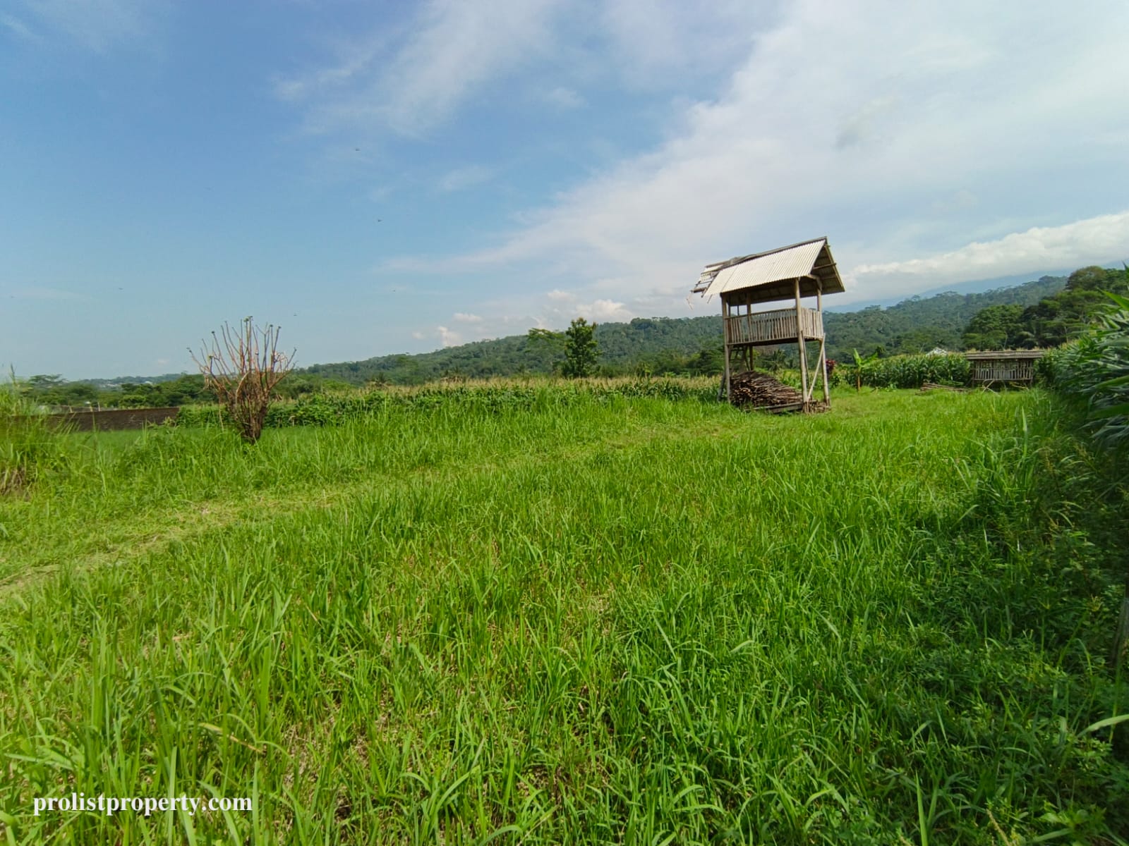 Dijual Tanah View Gunung Slamet Jalan Aspal Akses 2 Mobil