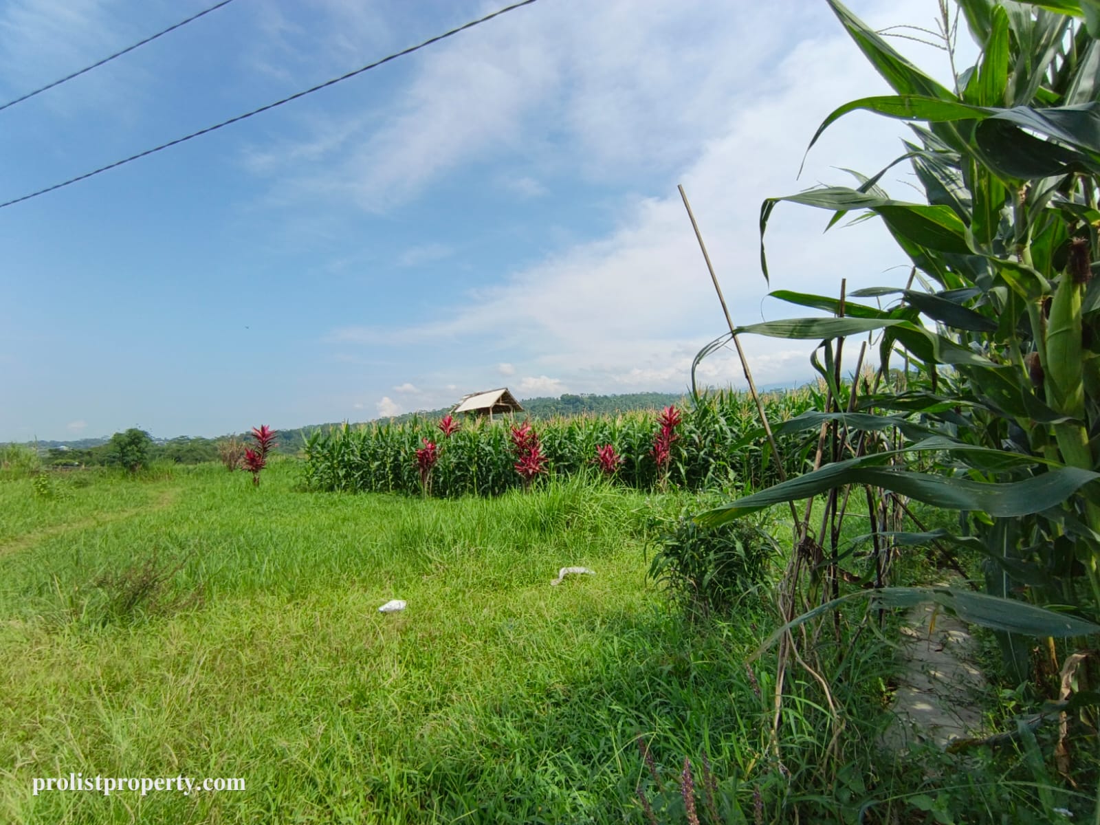 Dijual Tanah View Gunung Slamet Jalan Aspal Akses 2 Mobil