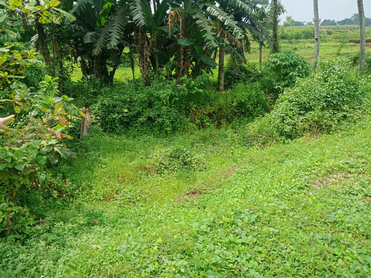 Dijual Sebidang Tanah Kering Bonus Pemandangan Sawah Purwokerto Utara