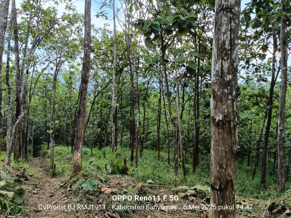 Dijual Tanah Kering Selangkah ke Obyek Wisata MOAFarm Wlahar Banyumas