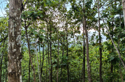 Dijual Tanah Kering Selangkah ke Obyek Wisata MOAFarm Wlahar Banyumas