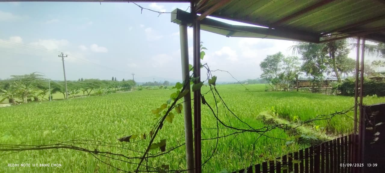 TANAH BANGUNAN EX RUMAH MAKAN BANGUNAN PENDOPO FULL KAYU JATI, KARANGTENGAH CILONGOK